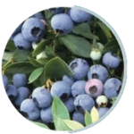 Bilberry Extract