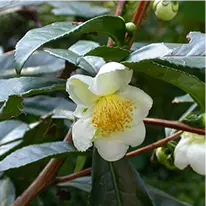 Camellia sinensis