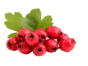 Hawthorn Berry