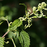 Urtica Dioica