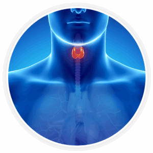 thyroid-gland