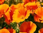 California Poppy