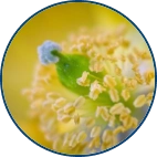 Graminex Flower Pollen Extract