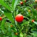 Indian Winter Cherry (Ashwagandha)