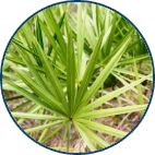 Origanum Vulgare and Saw Palmetto