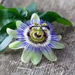 Passionflower (Passiflora Incarnata)