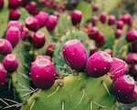Prickly Pear